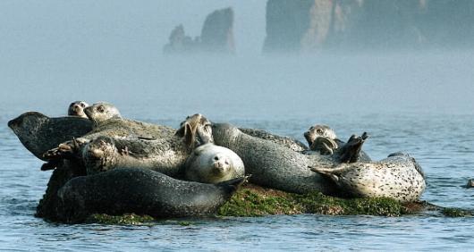 단란한 물범가족