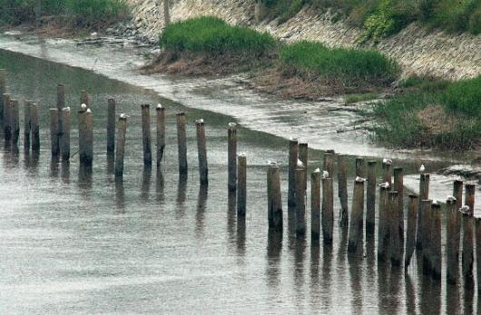 새들의 쉼터된 목책
