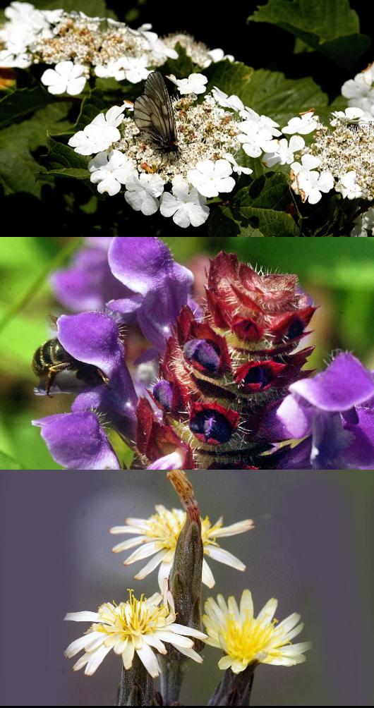 사진 위부터 백당나무, 꿀풀, 쇠채.