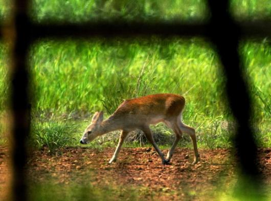 철조망속의 고라니