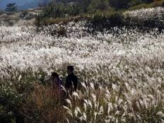 시간이 나면 쇠나들이 억새도 즐겨보자