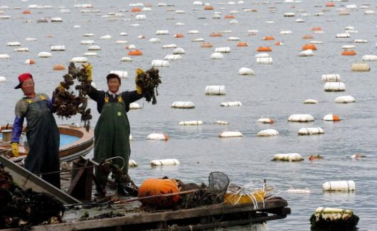 통영 굴양식장에서 어부들이 굴을 채취하고…