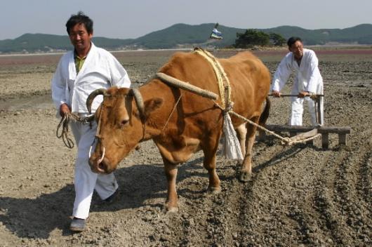 서해 갯벌에서 원료를 구해 화염처럼 구워내…