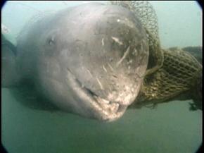 제1부 '플라스틱 바다'의 한 장면.그물에 걸…