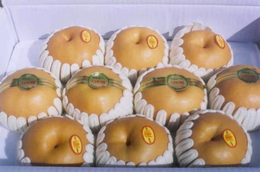 서양배와는 비교할 수 없을 만큼 맛있는 우…