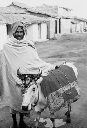 오늘날 인도에서 소,특히 암소는 신성함의 …