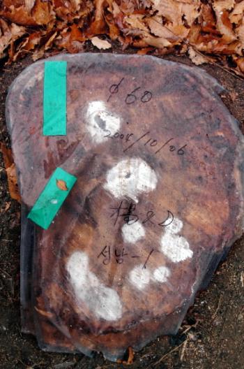 신갈나무 고사목 둥치가 흰비닐과 청테이프…