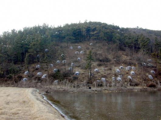 소나무재선충의 위력은 파괴적이다. 재선충…