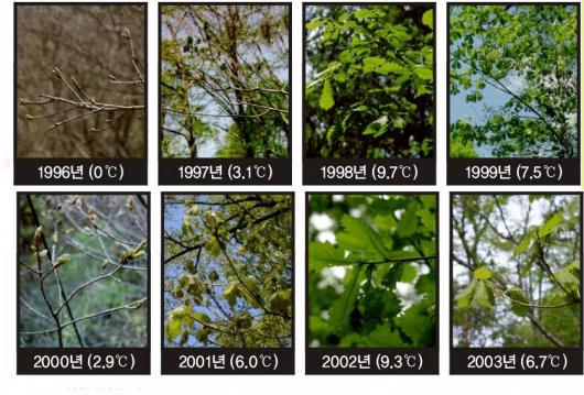 산갈나무가 기후변화라는 외적 변수에 적절…