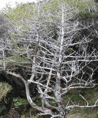 한라산 중턱 이상에는 구상나무나 시로미·…