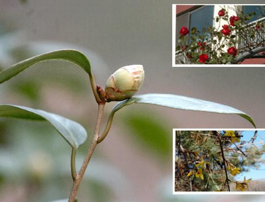 가지 끝에 매달린 동백나무 꽃봉오리가 소담…