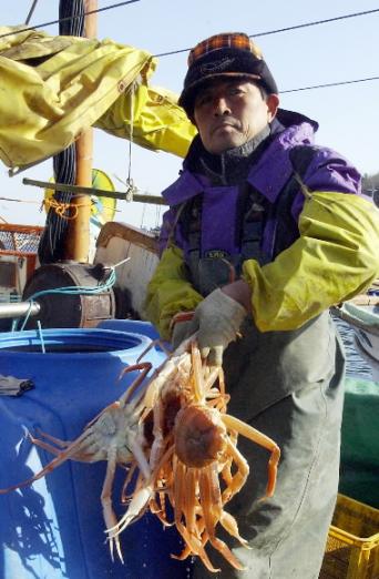 드디어 대게의 철이 돌아왔다. 경북 영덕의…