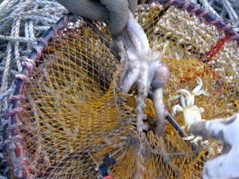 통발에 잡힌 낙지와 낙지를 유인하기 위해 …