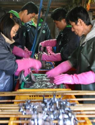 잡아올린 꽁치를 말리기 위해 내장을 빼내고…