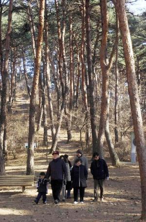 안면도 자연휴양림