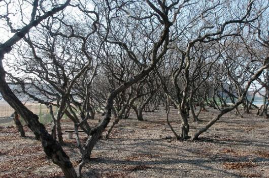 바다와 바람이 빚은 걸작 영흥도의 ‘소사나…