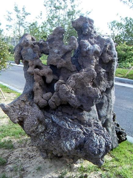 곶자왈지대에는 수석 수집인 사이에서 신비…