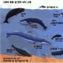 [환경·생명] ‘한국 귀신고래’ 돌아올까