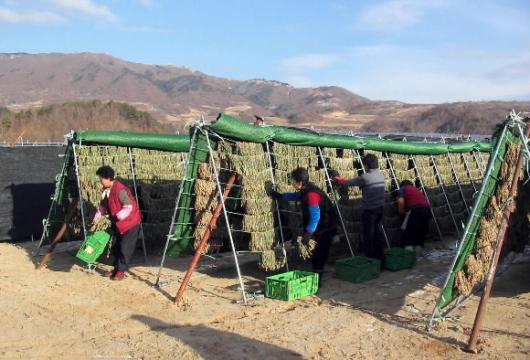 양구 해안면 시래기덕장에서 농촌 아낙네들…