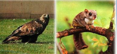 왼쪽부터 검독수리,하늘다람쥐