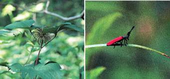 왼쪽부터 요강나물, 수염홍반디