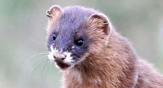 귀고리를 단 지리산 족제비의 운명은 어떻게 될까.또랑또랑한 눈빛엔 생의 활기가 넘쳐나지만 ‘도로’라는 천적은 언제 덮쳐올 지 모른다.귀고리는 향후 생존 여부를 확인하기 위해 포획후 조사팀이 단 인식표이다. 서울대 환경계획연구소 제공