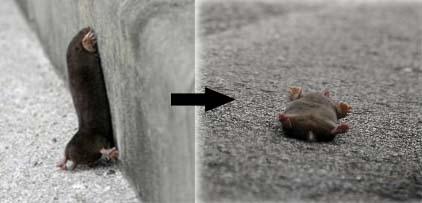 손바닥 크기도 안되는 두더지가 도로턱을 넘…