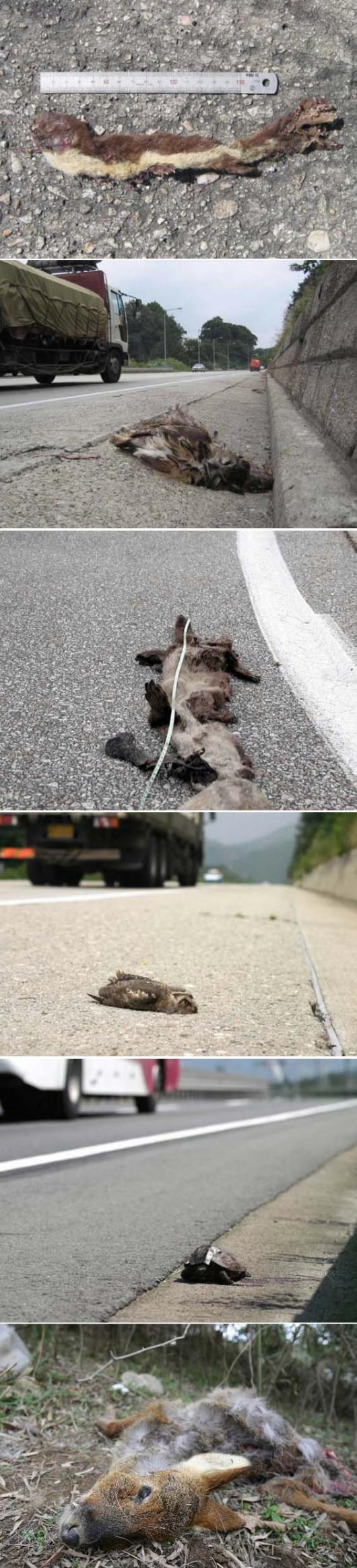 지리산 일대 도로에는 날마다 ‘죽음의 행진…