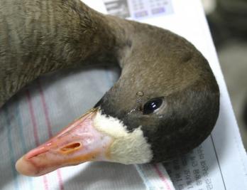 쇠기러기의 눈물
