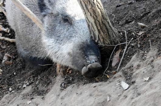 힘좋은 멧돼지도 올무의 위력을 당해낼순 없…