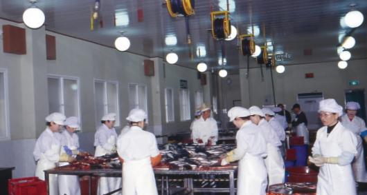 ㈜안동간고등어공장에서 직원들이 고등어를…