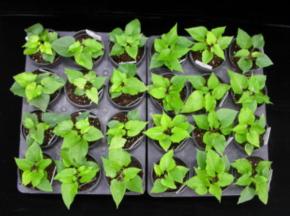 형질이 변형된 고구마 모종.