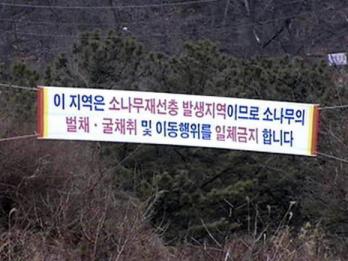 소나무 재선충의 문제를 집중 조명하는 식목…