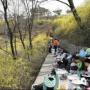 [아자! 아자! 시민기자]응봉산 봄의 향연 개나리 축제