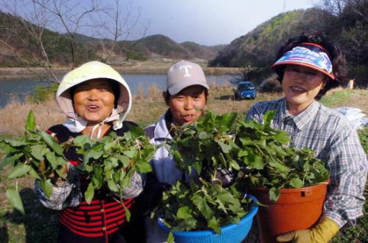 취나물을 캐던 아낙네들이 취나물을 자랑스…