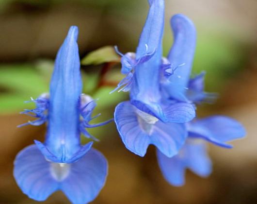 우리 고유의 특산종인 갈키현호색.