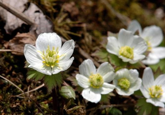 지구 온난화에 쫒겨 고산지대에서만 …