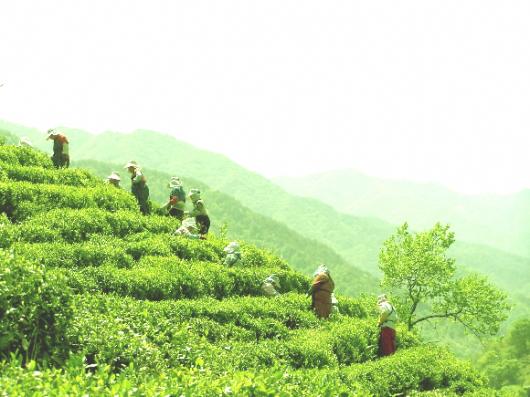 험난한 지리산 화개골 기슭에 올라가 손으로 조심스럽게 야생 찻잎을 따는 아낙네들의 모습에서 원조 녹차의 정성이 느껴진다.