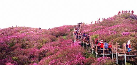 지리산 바래봉의 철쭉, 산불이 난듯 온 산에…