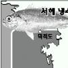 서해 참조기 풍어 엘니뇨 덕?