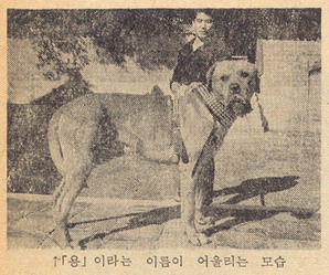 김일도장 개 - 용