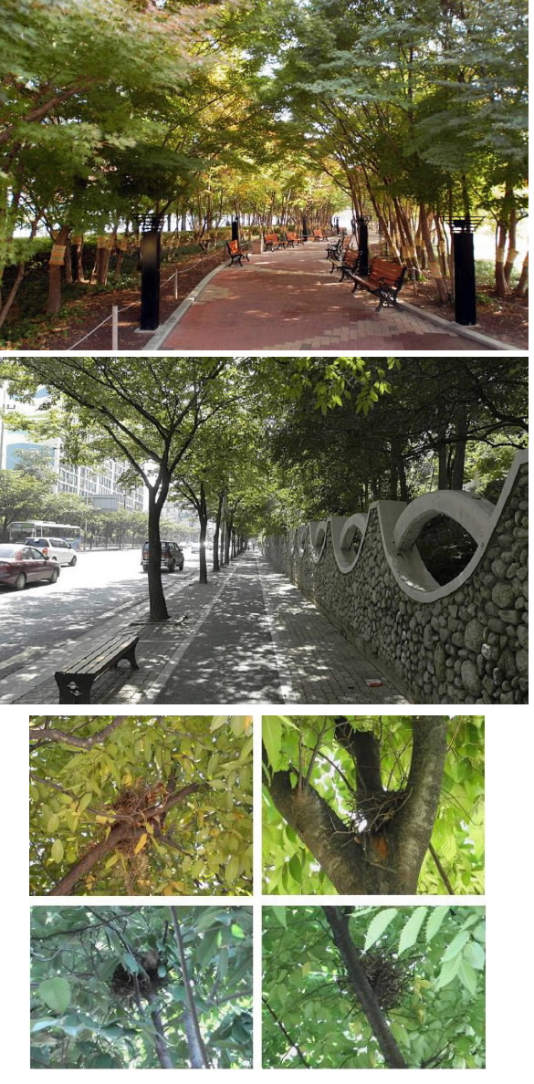 나무의 덕목은 산에서보다 도심에서 더욱 빛난다. 도시공원내 작은 숲(맨위)도, 도로변 가로수(가운데)도 사람들에게 묵묵히 혜택을 베풀 뿐이다. 새들이 도심에서 둥지를 틀며(아래) 살아가는 것도 나무 덕이다.