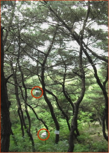 숲은 사람의 몸과 마음을 시원하게 만드는 안식처다. 도시공원내 소나무에 디지털온도계를 달아 도시숲의 온도 변화를 측정하는 모습. 