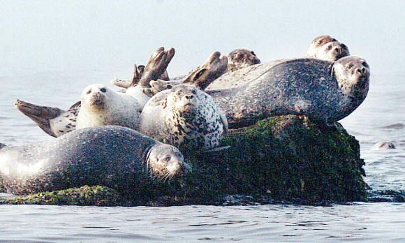 단란한 물범가족