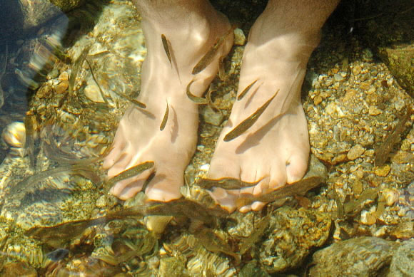 강원도 고진동 계곡에 발을 담그면 몇 분만에 금강모치, 버들가지 등 토종 민물고기들이 몰려든다. 