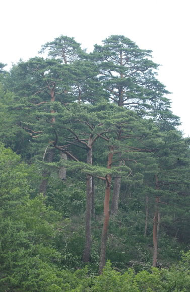 금강송(金剛松) 군락지가 있는 경북 울진 소광리(사진)와 봉화 서벽리 인근에서도 재선충병 의심 소나무고사목들이 발견돼 긴장을 불러일으키고 있다.소광리 군락지에는 수령이 많게는 500년이 넘은 금강송들이 1610㏊의 숲에서 자라고 있다. 