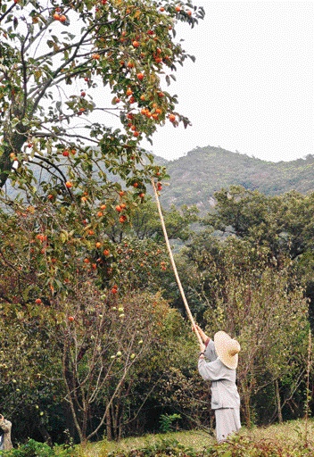 긴 장대로 홍시를 따는 운문사 비구니의 모습이 완연한 가을을 느끼게 한다. 오른쪽 작은 사진은 시계 방향으로 감말랭이, 감와인, 청도 추어탕, 감따기 체험 .