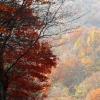 [조용섭의 산으路] 전남 구례 지리산 피아골