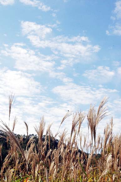 푸른 물이 뚝뚝 흐를듯한 가을 하늘.