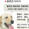 [주말화제] 마약탐지견 도전하는 최고참 훈련견 ‘타이거’의 기도
